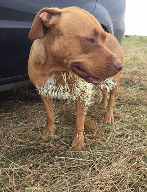 <p>Tüm vücutları, kirpilerin dikenleriyle dolu olan bu meraklı köpekler, ölümden döndü.</p>

<p> </p>
