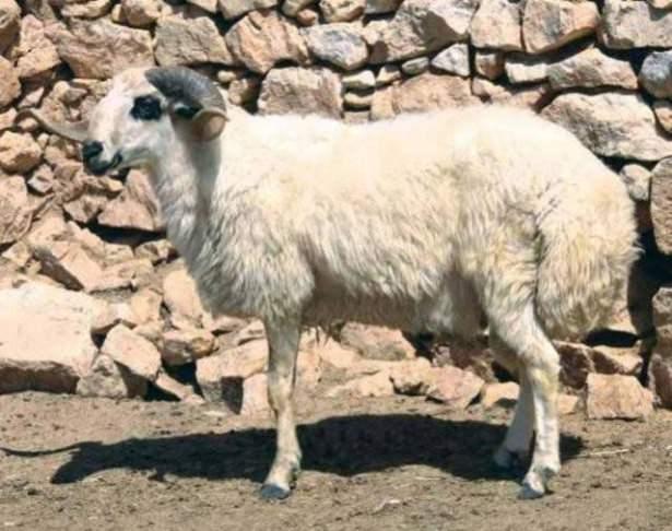 <p>KARAMAN - Karaman Koyunu</p>
