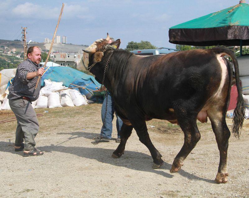 <p>Kaçan kurbanlıklara vatandaşların müdahale etmemesi gerektiğinin altını çizen Yılmaz, "Vatandaşlarımız kaçan kurbanlıkları sopa ile kovalamakta, bu da hayvanları daha çok ürkütmektedir. Kurbanlığın eziyet görmeden yakalanması için mutlaka bize haber verilmelidir. Veteriner gözetimindeki özel ekibimiz hayvanları eziyet görmeden yakalamaktadır" dedi.</p>
<p> </p>