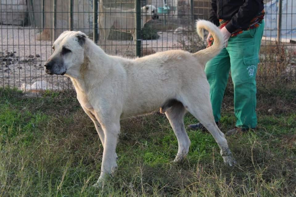 <p>Bu ülkelerdeki köpekler niteliklerini kaybedince oralara da gönderdik. Yakında ABD'deki doğal hayat parkı olan Yellowstone Milli Parkı'na göndereceğiz. Bu parkla ilgili hayata geçirilen doğal hayatı koruma projesi kapsamında bizden destek istendi. Önümüzdeki yıl oraya da köpek gidecek."</p>