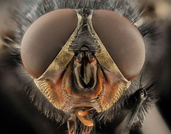 <p>Halictus ligatus</p>
