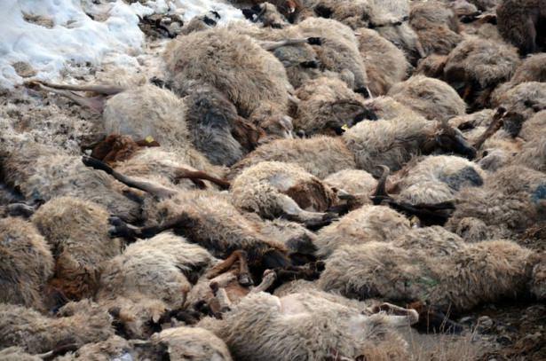 <p>Hakkari’nin Yüksekova İlçesinde kar yağışı ve sis nedeniyle kaybolan koyun sürüsündeki 330 koyundan 230’u uçurumdan atlayarak telef oldu.</p>
