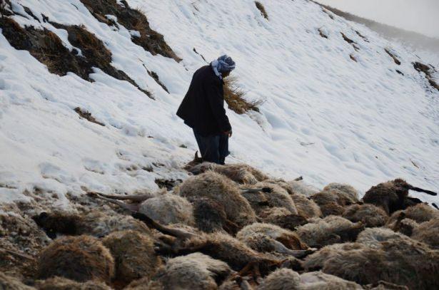 <p>Dört çoban, kar yağışı ve sisli havada koyunlarını otlatırken, hayvanların 330'u sürüden ayrıldı.</p>
