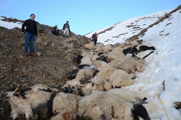 <p>Üç gün boyunca hayvanlarını arayan köylüler, koyunlarını bir dağın yamacında buldu.</p>