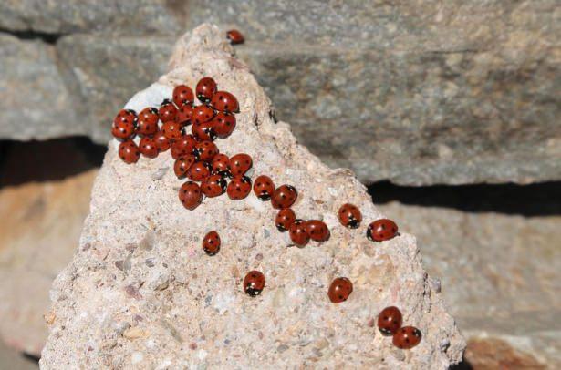 <p>Fotoğraf sanatçıları tarafından 2007'de Kahramanmaraş'taki Uludaz tepesinde tesadüfen keşfedilen uğur böcekleri, bulundukları alanı kırmızıya dönüştüren halleriyle izleyenlere adeta görsel bir şölen sunuyor</p>

<p><a href="http://video.haber7.com/video-galeri/58303-ugur-bocekleri-zirveyi-kirmiziya-buruyor" target="_blank"><strong>VİDEOSUNU İZLEMEK İÇİN TIKLAYINIZ...</strong></a></p>
