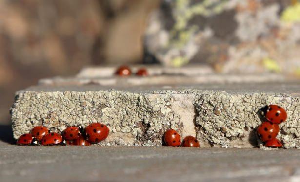<p>Nisan ve mayıs aylarında az olan popülasyonun haziran başlarında yeni neslin gelmesi ile arttığını dile getiren Güven, "Uğur böcekleri baharda çiftleşmeye girerler, yumurta verirler. </p>
<p><a href="http://video.haber7.com/video-galeri/58303-ugur-bocekleri-zirveyi-kirmiziya-buruyor" target="_blank"><strong>VİDEOSUNU İZLEMEK İÇİN TIKLAYINIZ...</strong></a></p>