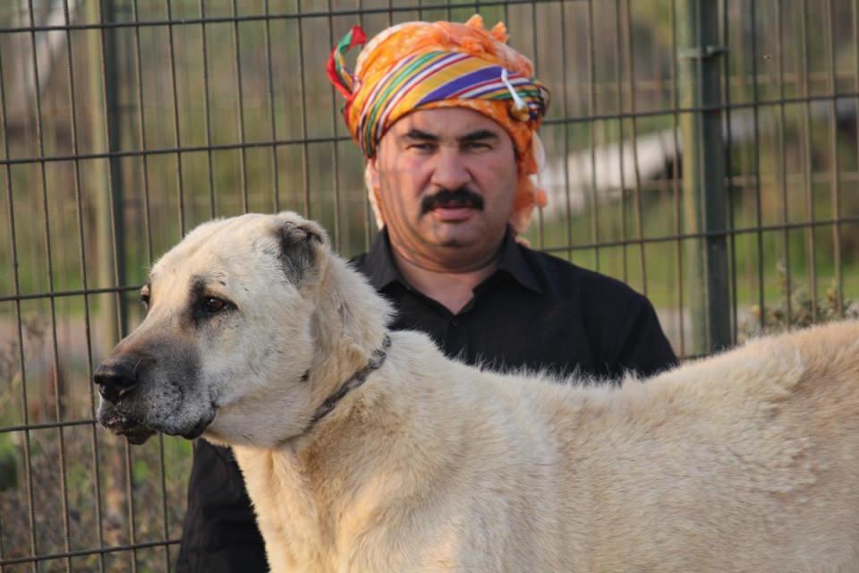 <p>Ayı, kurt, çakal, çita ve tilki gibi hayvanları sürülerden uzak tutan bu köpekler, yakında ABD'de bulunan Yellowstone Milli Parkı’ndaki yaban hayatını korumak için yola çıkacak.</p>
