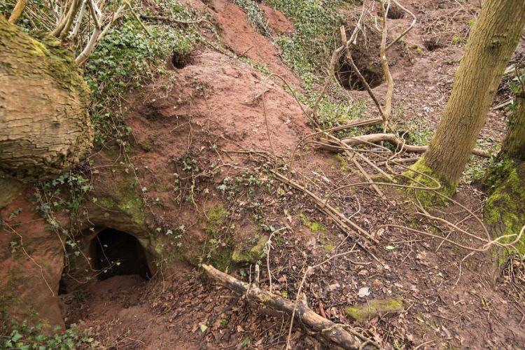 <p>Fotoğraftaki tavşan deliğine ilk baktığımızda sıradan bir yuva gibi gözüküyor. Ancak deliğin içinde 700 yıllık gizemli bir mağaraya giden yol var.</p>

<p>İşte mağaranın detayları...</p>
