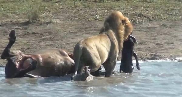 <p>Üç erkek aslan tek yakaladıkları hamile mandayı suyun içerisinde öldürdü.</p>

<p> </p>
