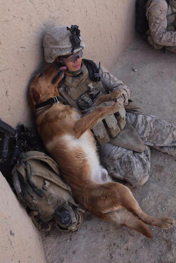 <p>Zekalarının yanında dostlukları da yüksek olan köpeklerin bakın asker arkadaşlarıyla aralarında ki bağ ne kadar da kuvvetli...</p>
