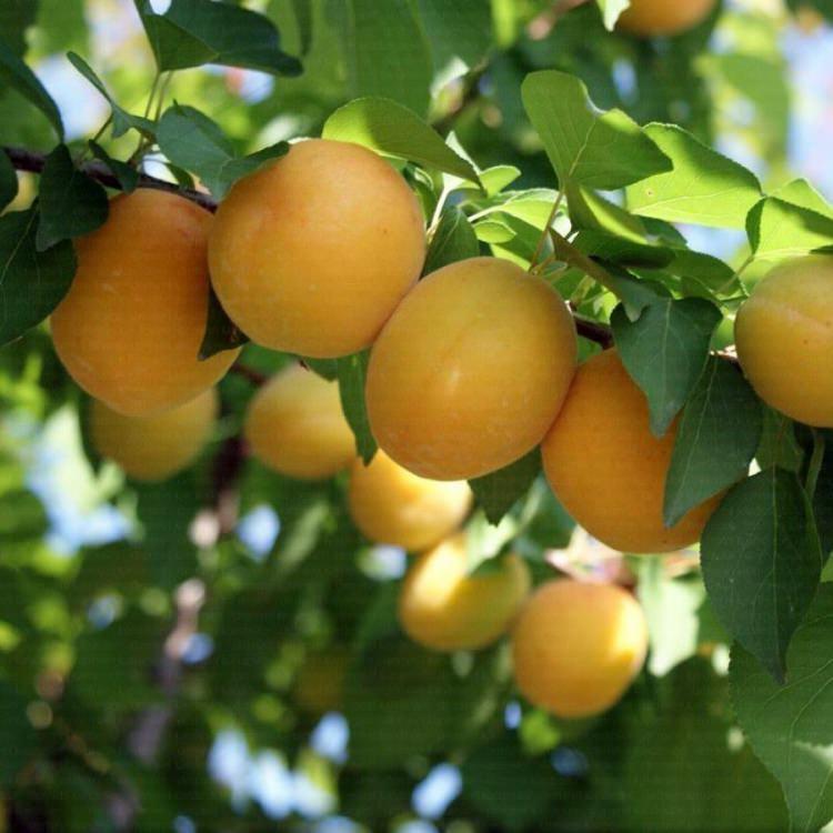 <p>6- Gıdalardan alınan demir vitaminin vücu tarafından emilimini artırarak, demir eksikliğine karşı korur. </p>