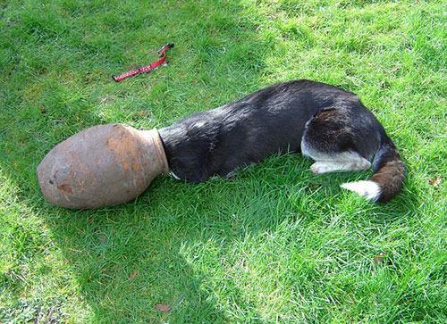 <p>Scarlett adlı Sibirya Kurdu cinsi köpek, yere düşen bir taşı, testinin içine kadar takip etti ve sonunda sıkışıp kaldı.</p>
