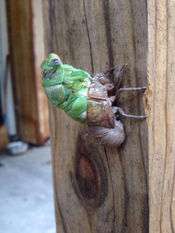 <p>Ağustos böceği erişkin olmadan önce yaşamının büyük bir bölümünü toprak altında geçiriyor.</p>

<p> </p>

