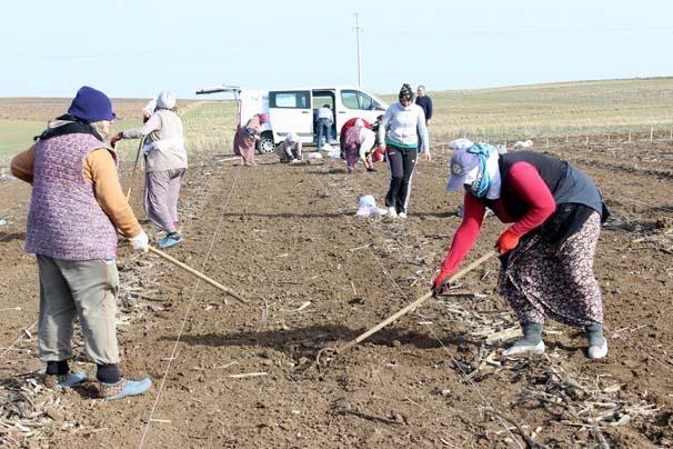 <p>Ama şunu da belirtmek lazım ki, AR-GE’de çalışan ziraat mühendisi arkadaşlarımız ile birlikte çalışan kadınlarımızın da emeği çok büyük. Tohum tarlaya, çiftçinin ekim makinesine girene kadar, birçok kişinin emeği var ama en önemli emek mühendislerimizden çok bu kadınlarımızın. Çünkü kadın işçilerimiz, mühendislerimizin ıslah çalışmaları sonucunda elde etmiş oldukları ürünleri, itinalı bir şekilde toprakla buluşturuyorlar ve yine itinalı bir şekilde hasatlarını gerçekleştirip mühendis arkadaşlarımızın analizlerinin önüne sunuyorlar. </p>
