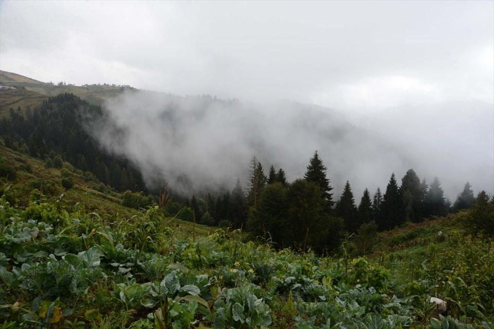<p>Yayla sakinleri, kışlık yiyeceklerin bir bölümünü gurbette bulunan çocuklarına ve yakınlarına da gönderiyor. Yaz boyunca ürünlerin dikim, bakım ve toplama işlemini üstlenen yöre halkı, ev ekonomisini de katkı sağlıyor. </p>
<p> </p>