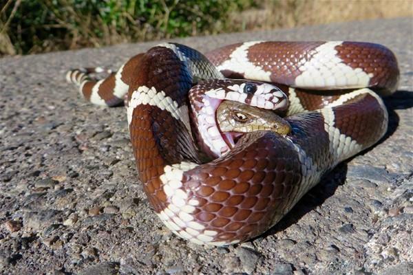 <p>Bir yılana öğle yemeği olmak üzere olan kertenkelenin hayatta kalma mücadelesi böyle görüntülendi. </p>

<p>Kaliforniyalı Bryan Snyder adlı fotoğrafçının çektiği görüntülerde yılan tarafından yutulmak üzeren olan bir kertenkele görülüyor. </p>

<p> </p>
