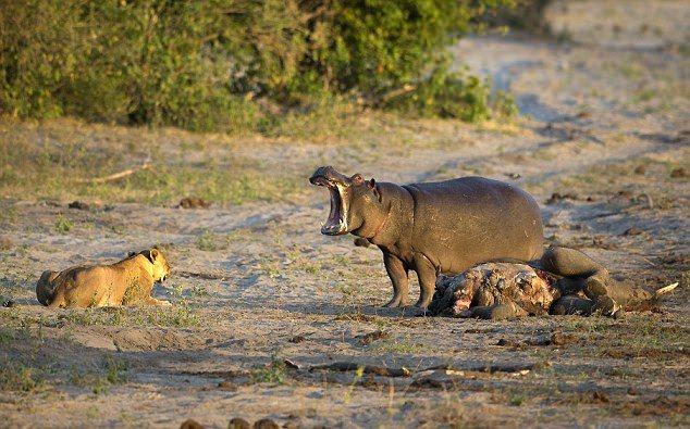 <p>Botsvana Chobe Nehri üzerinde çekilen bu görüntüler alışılmışın dışında bir aslan su aygırı profili çiziyor...</p>

<p> </p>
