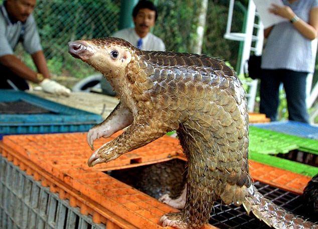 <p>Tehlike anlarında kafasını kuyruğunun altına saklayan pangolinler kendilerini böylece korumuş oluyor...</p>
<p> </p>