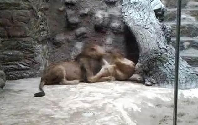 <p>Bir aslan yavru aslanı boğazından yakaladı ve öldürene kadar bırakmadı...</p>
<p> </p>