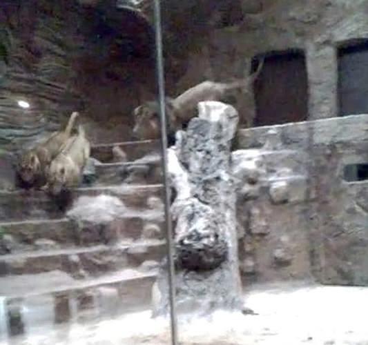 <p>Aslanlar hayvanat bahçesinin 60. yılı nedeniyle Gdansk, kuzey-doğu Polonya'da bir şehir hayvanat bahçesine getirilmişti. Erkek aslan dişi aslanları önce aşağı kovaladı...</p>

<p> </p>
