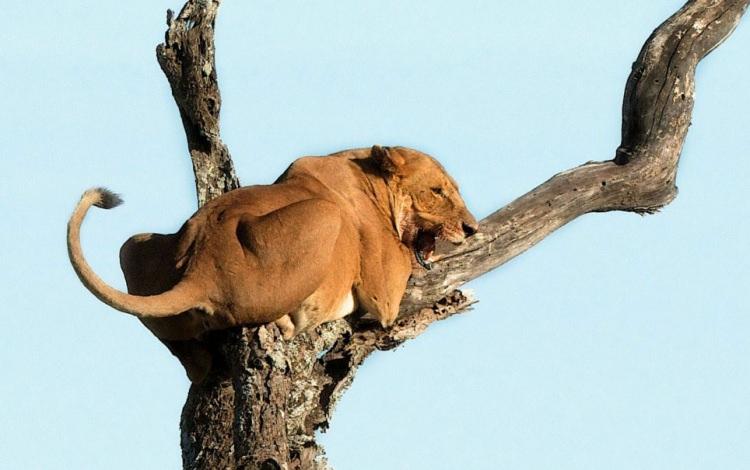 <p>Kuzey Tanzanya'daki Serengeti düzlüklerinde yaşanan ilginç anlar kameralara böyle takıldı.</p>

<p> </p>

