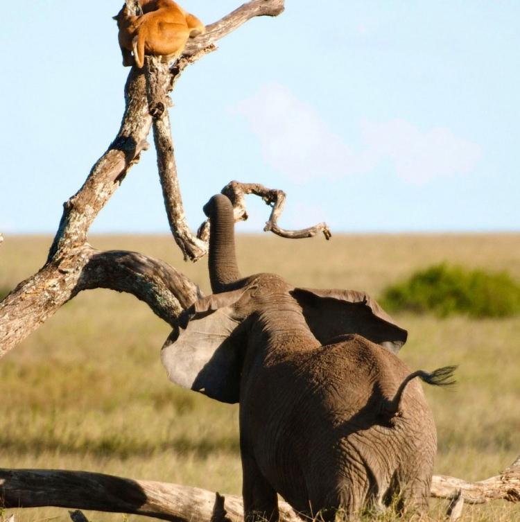 <p>Yaşanan bu anları bölgede safari yapan fotoğrafçılar kare kare görüntüledi..</p>

<p> </p>
