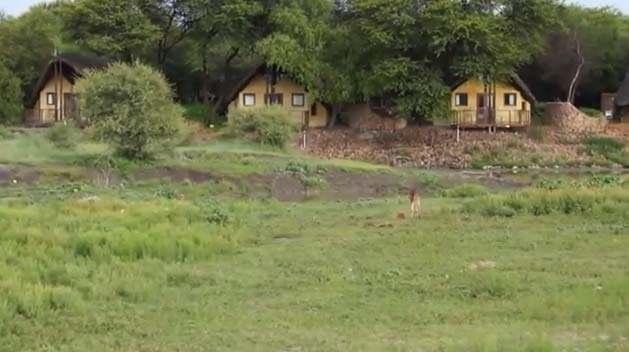 <p>Vahşi doğada eşine çok nadir rastlanan bir durum Kenya’daki Meru Ulusal Parkı’nda yaşandı.</p>

<p> </p>
