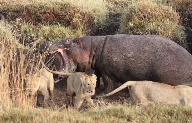 <p>Kenya'nın Masai Mara National Parkında 4 aslana karşı su aygırının verdiği mücadele kameralar tarafından işte böyle görüntülendi...</p>

<p> </p>
