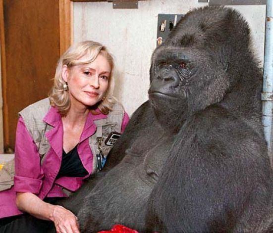 <p>Dr.Francine Patterson bakıcısı olduğu Koko adındaki gorile bebekliğinden beri bakıyor. Hatta Koko'yla kendisinin uyguladığı bir beden diliyle konuşabiliyor, üstelik İngilizce. </p>
