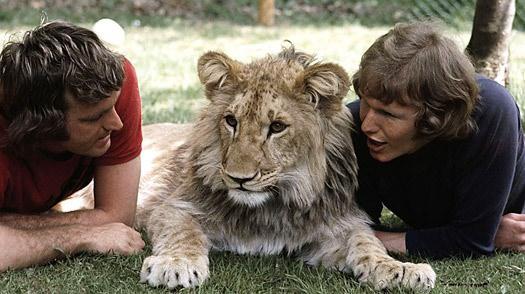 <p>1969 yılında Londra'da bir dükkanda gördükleri satılık aslan yavrusunu haline üzülüp, satın alıp Londra'daki evlerinde beslemeye başlayan iki arkadaş, Christian adını verdikleri bu aslanla çok yakın ilişki kurdular.</p>