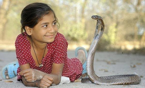 <p>Kajol henüz 10 yaşında olmasına rağmen kobralarla çok garip bir ilişkisi var. Defalarca ısırılmasına rağmen babasının 6 kobrasıyla bütün gün oynuyor.</p>