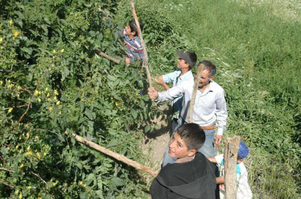 <p>Bir anda nerden geldiği belirlenemeyen dev çekirgeler ekili arazileri, meyve ağaçlarının yaprakları, bağ bahçelerdeki sebzelerin adeta kökünü kuruttu.</p>