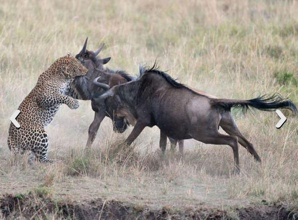 Ancak bu sırada yanında bulunan annesi beklenmedik bir tepki gösterdi ve boynuz darbeleriyle leopara saldırdı.