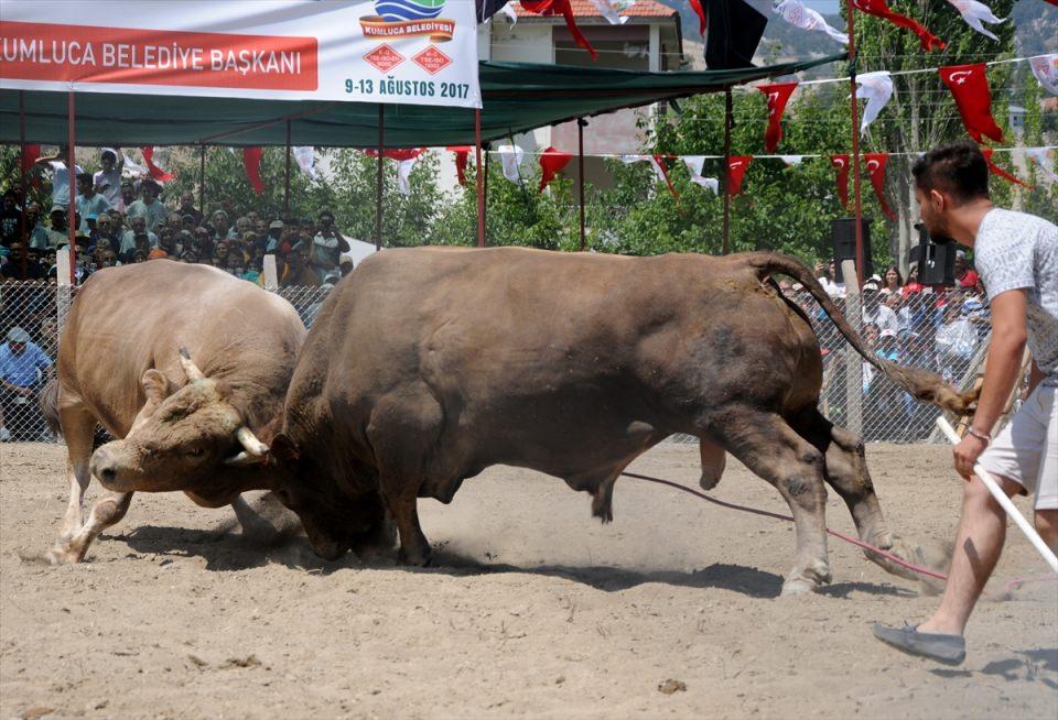 <p>Yaklaşık beş bin kişinin izlediği güreşlerin sonunda, kazanan boğaların sahiplerine Kumluca Belediye Başkanı Hüsamettin Çetinkaya ve Karagöl Yayla Şenliği tertip komitesi üyeleri tarafından kupa ve madalyalar verildi.</p>
<p> </p>