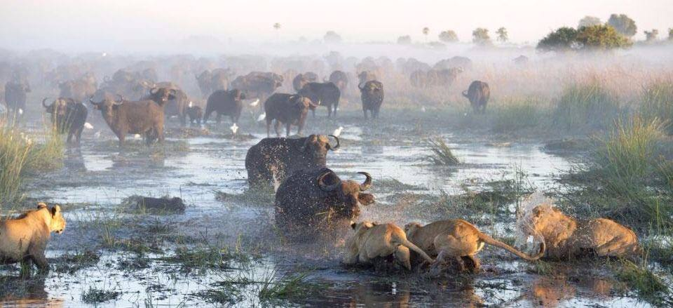 <p>Başka bir amansız mücadele Güney Afrika Botsvana'daki Okavango Deltası'nda çekildi.</p>
