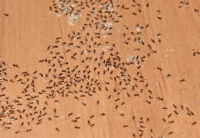 <p>Baharın gelişiyle karıncalarda gün yüzüne çıkmaya başladı.  Karıncalar bahar ve yaz mevsimlerinde birçok evin belalısıdır. </p>
