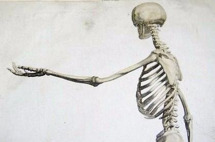 <p>Kemikleriniz, betondan 4 kat daha dayanıklıdır.</p>