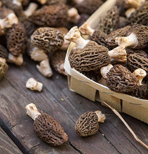 <p>- Düzenli tüketildiğinde bağırsak ve mide rahatsızlıklarına iyi gelir. </p>
<p>- Fosfat bakımından zengin olan kuzu göbeği mantar zihnin daha iyi çalışmasını sağlarken beynin hasara uğramış hücrelerini yeniler.</p>