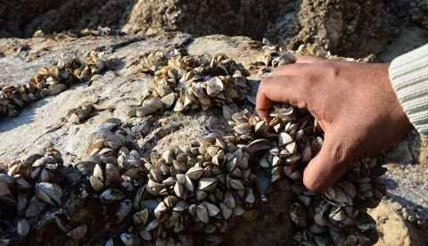 <p>Baraj sahasında ortaya çıkan midyelerin, istilacı ‘Zebra’ türü midyeler olduğunu belirten yetkililer, nehirlerin denizle birleştiği noktalarda, göllerde, kentsel alanlarda ve nehirlerin denizle birleştiği yerlerde bulunduğunu belirttiler. </p>