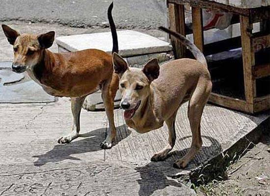 <p>Filipinler’in Quezon City kentinde yaşayan işportacı Lope Tulipas’ın köpekleri Cute ve Bambi, görenleri şaşkınlığa uğratıyor. Sadece arka ayaklarıyla doğan köpekler, aynı kanguru gibi zıplayarak yürüyebiliyor. Bu nedenle köpeklere, kanguru köpek adı takıldı.</p>
<p> </p>