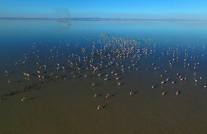<p>Aksaray'ın Eskil ilçesi Belediye Başkanı Niyazi Alçay, yaptığı açıklamada, Anadolu'da "allı turna" olarak da bilinen flamingolar için Akdeniz havzası ile Anadolu'daki en önemli yaşam ve kuluçka sahasının Tuz Gölü'nün güney bölgesi olduğunu söyledi.</p>

<p> </p>

