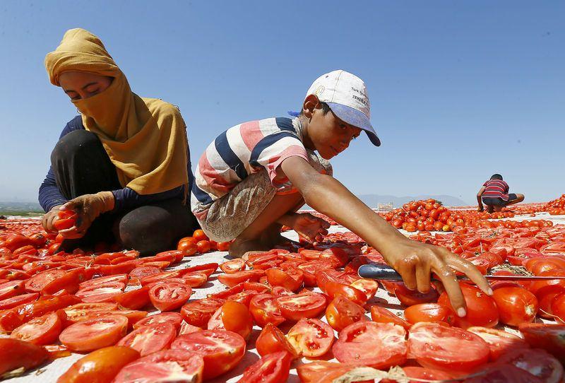 <p><strong>ABD, AB ülkeleri ve Japonya'ya ihracat</strong></p>

<p>Turgutlu Ziraat Odası Başkanı Abdullah Şenol, AA muhabirine yaptığı açıklamada, bölgede yoğun olarak domates üretiminin yapıldığını belirterek, bazı üreticilerin kendi ürünlerini güneşte kuruttuklarını ifade etti.</p>
