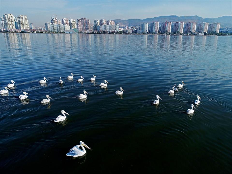 <p>İzmir'in "şehirli" kuşları, kentin yüksek binalarla örtülü modern hayatına eşlik ediyor.</p>
