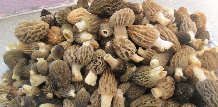 <p>- E vitamini ve potasyum açısından zengin olan kuzu göbeği mantarı kalp rahatsızlıklarını önleyerek kalbi korur.</p>

<p>- Yüksek miktarda selenyum ve niasin içerdiği için kanser riskli hücreleri azaltır. </p>
