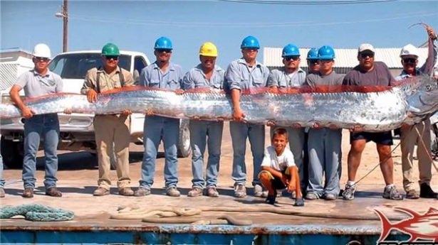 <p>Kürekbalığı olarak bilinen bu uzun balık 8 metre</p>

