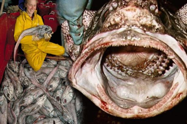 <p>Mürekkep balığı, yengeç, solucan ve karideslerle beslenen Grenadier, dikenli kuyruğu ve büyük gözleriyle düşmanlarını  korkutmaktadır.</p>

<p> </p>

<p> </p>
