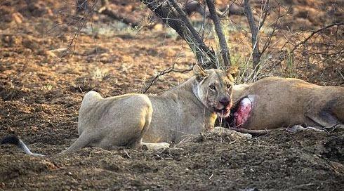 <p>Aç dişi bir aslan zorlu bir kovalamanın ardından ceylanı yakalamayı başarıyor.</p>

<p> </p>
