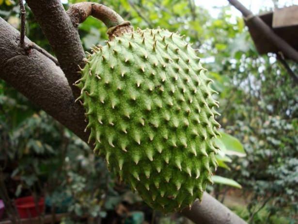 <p>Guanabana özünden üretilen kapsüller, bitkisel tedavi ilaçları arasındaki yerini çoktan aldı.</p>

<p> </p>
