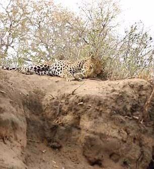 <p>Başına geleceklerden habersiz olan leopara sinsice yaklaşan aslanın o anları işte böyle görüntülendi.</p>

<p> </p>
