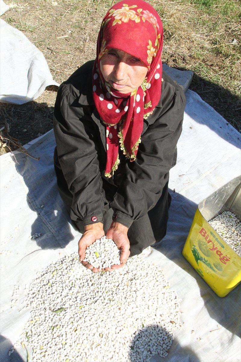 <p>Zorlu bir hasat çalışması sürüyor. Köylülerimiz ürettiği fasulyeleri satarak, bütçelerine de katkı sağlamaktadırlar. Kuru fasulye benim için bir hayattır."</p>
